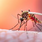 A World Without Malaria: Why the Time to Act Is Now